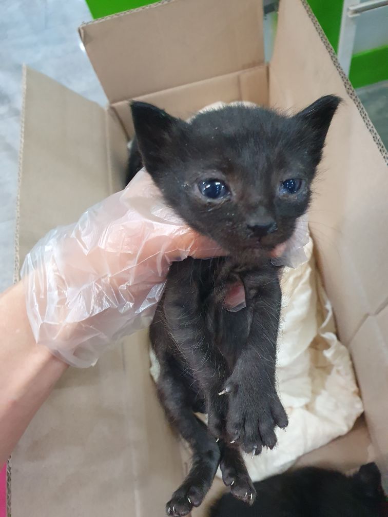 한국 고양이 이미지 파일 입니다.