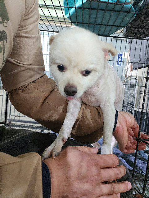 포메라니안 이미지 파일 입니다.
