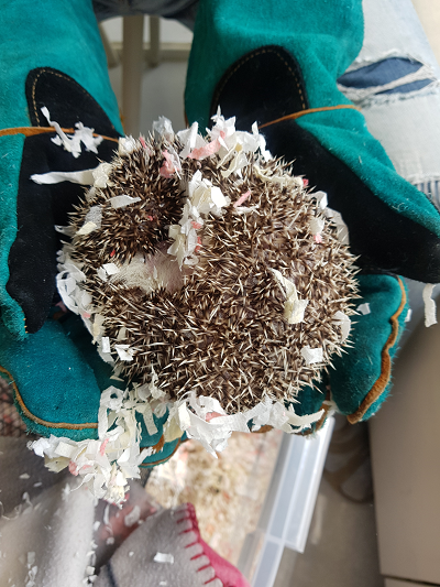 [기타축종] 고슴도치 이미지 파일 입니다.