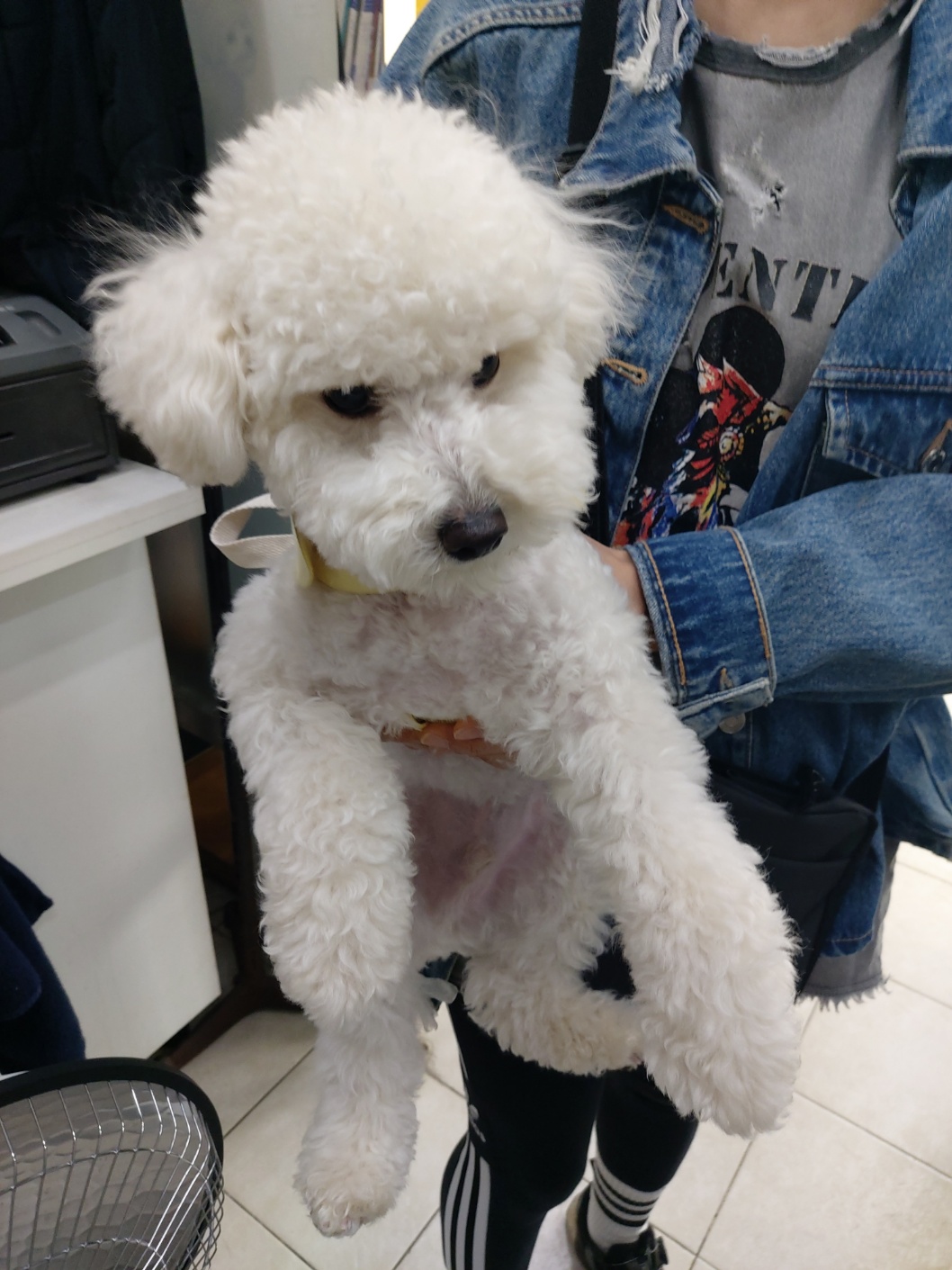 비숑 프리제 이미지 파일 입니다.
