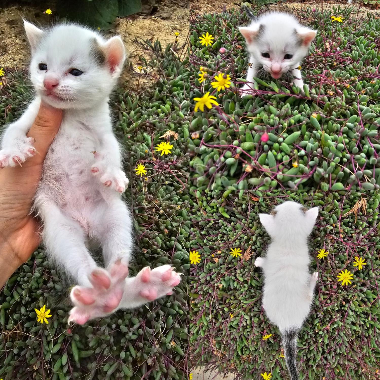 한국 고양이 이미지 파일 입니다.