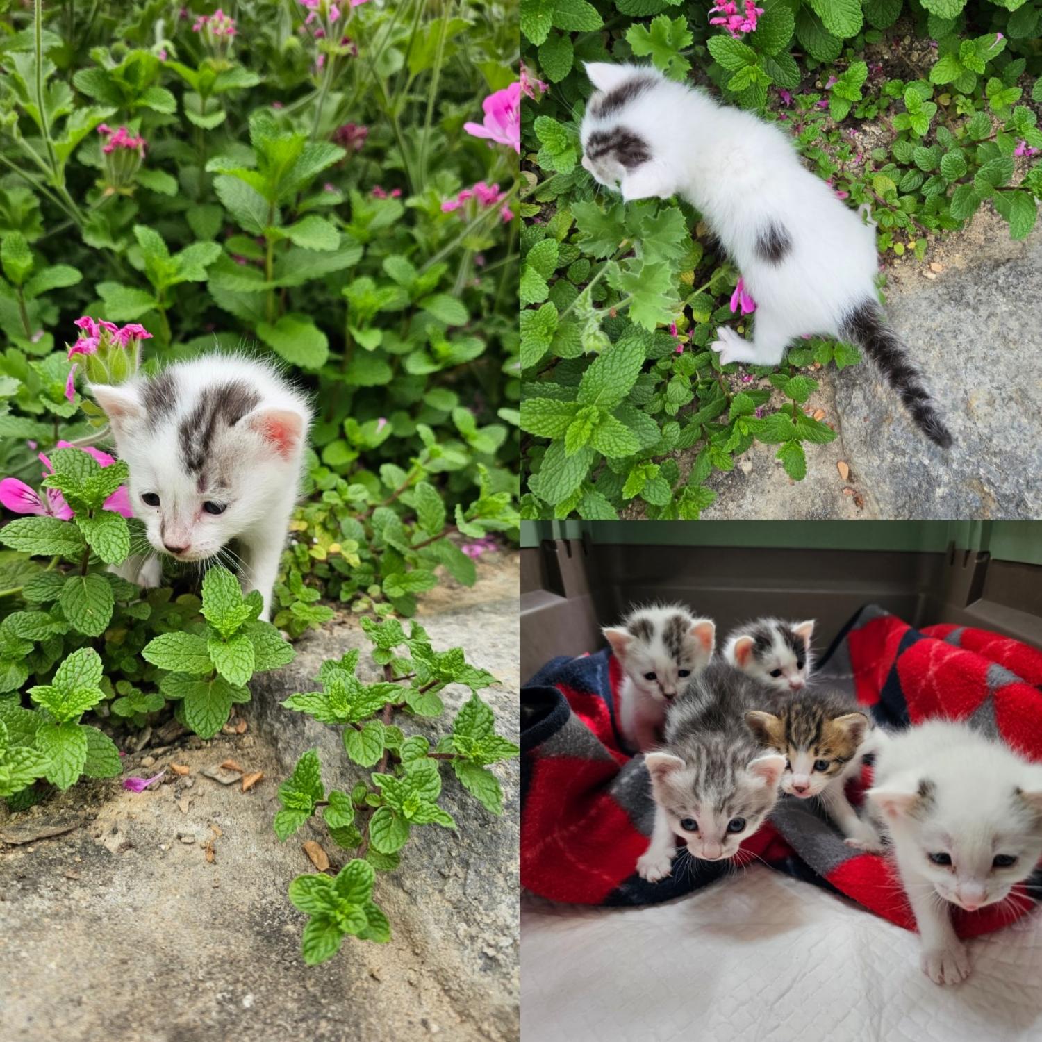 한국 고양이 이미지 파일 입니다.