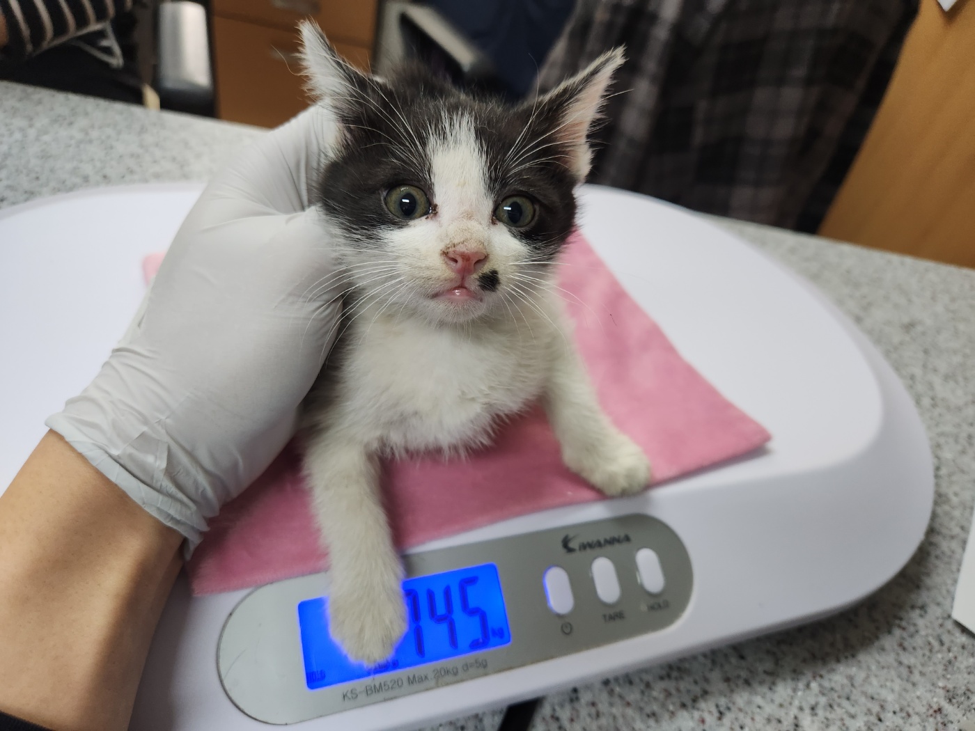 한국 고양이 이미지 파일 입니다.