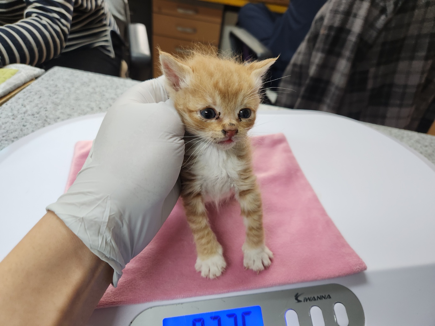 한국 고양이 이미지 파일 입니다.