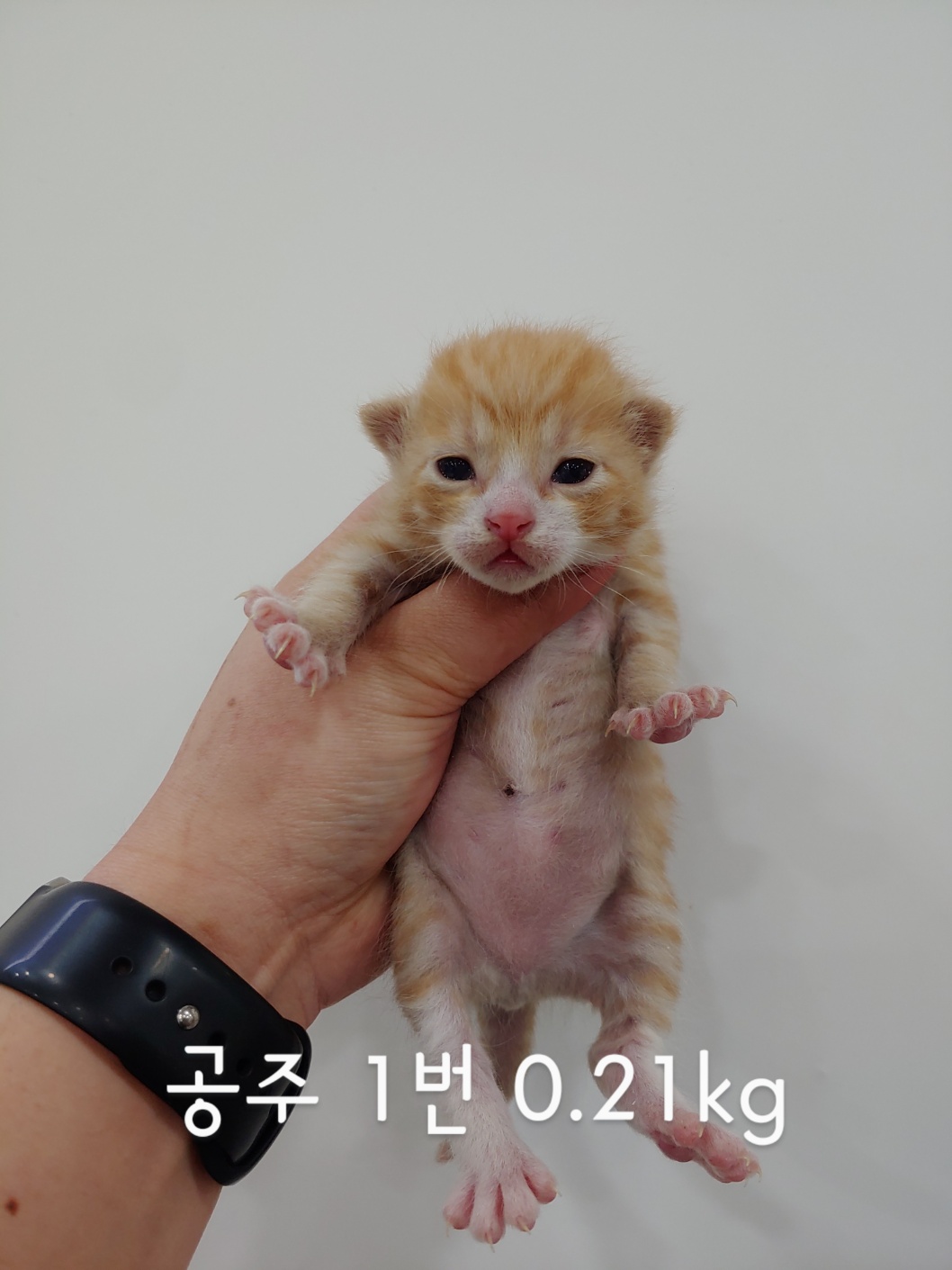 한국 고양이 이미지 파일 입니다.