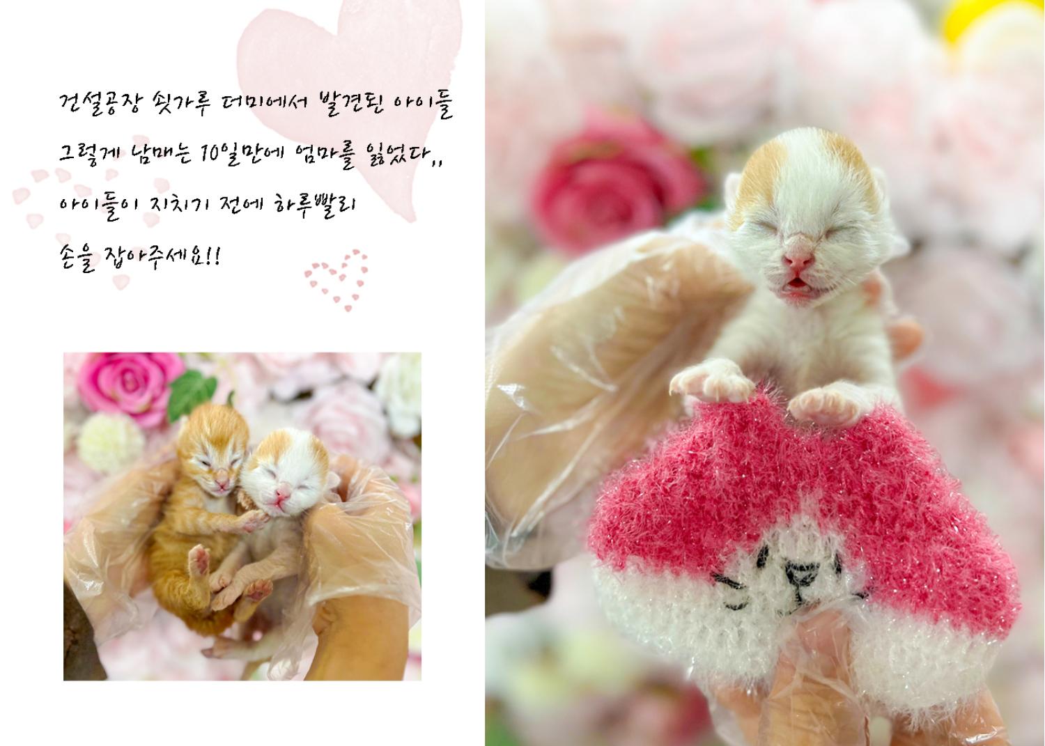 한국 고양이 이미지 파일 입니다.