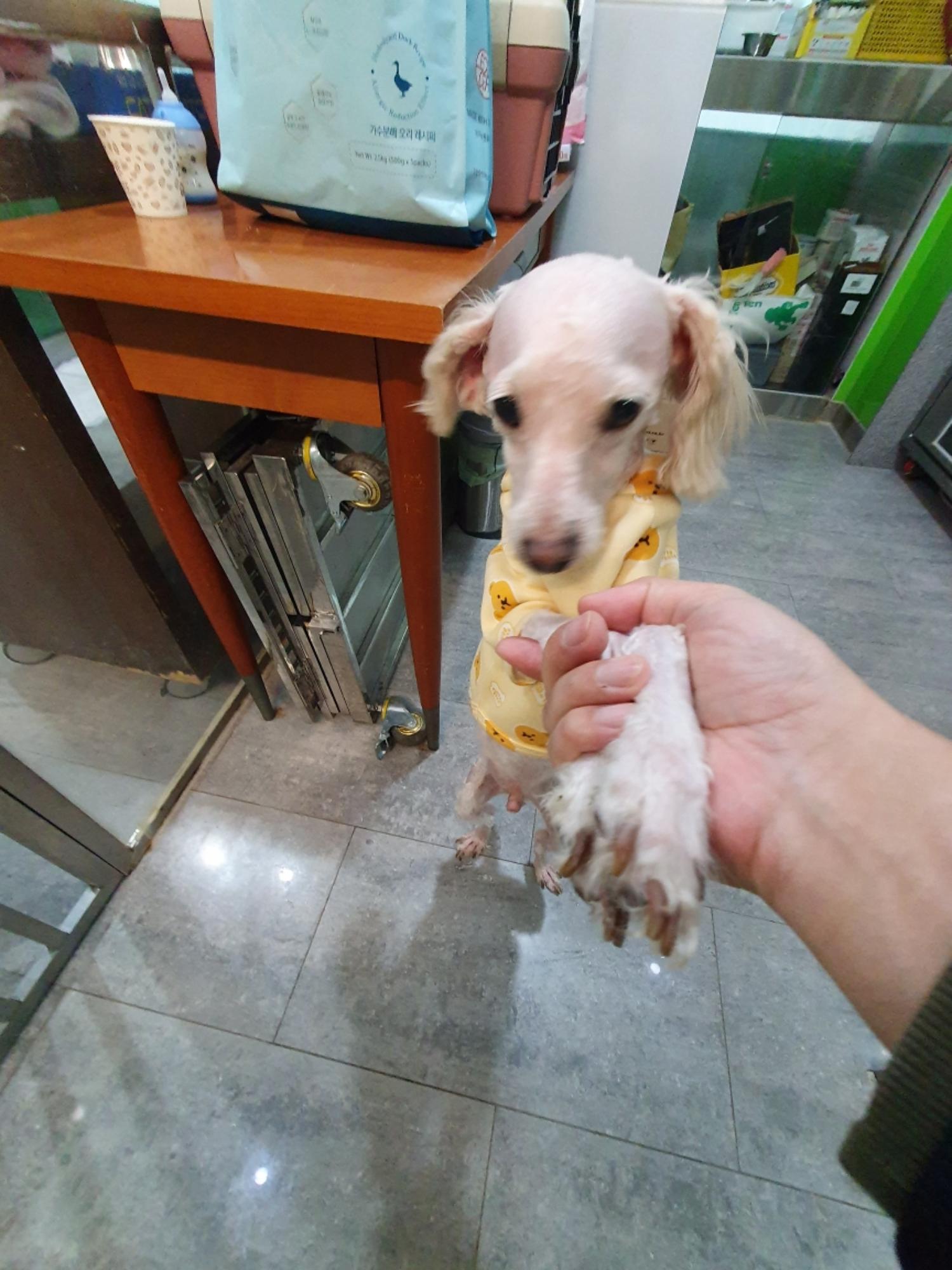 푸들 이미지 파일 입니다.