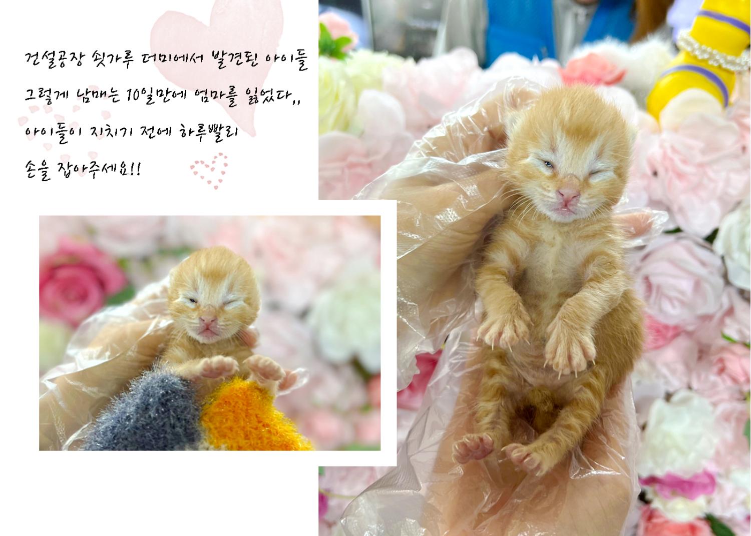 한국 고양이 이미지 파일 입니다.