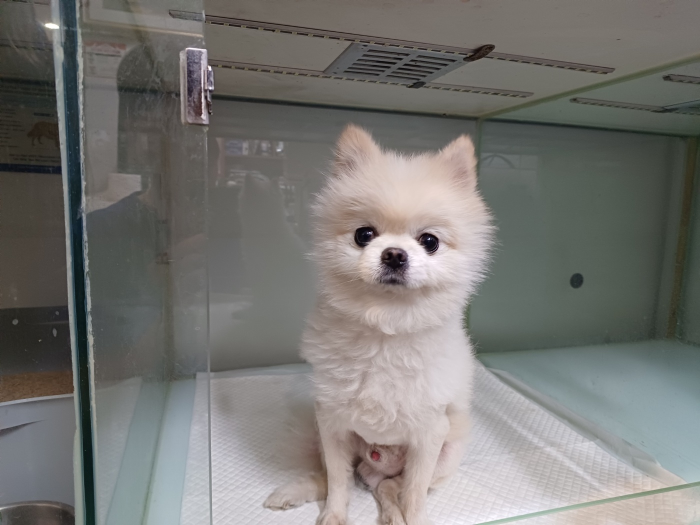 포메라니안 이미지 파일 입니다.