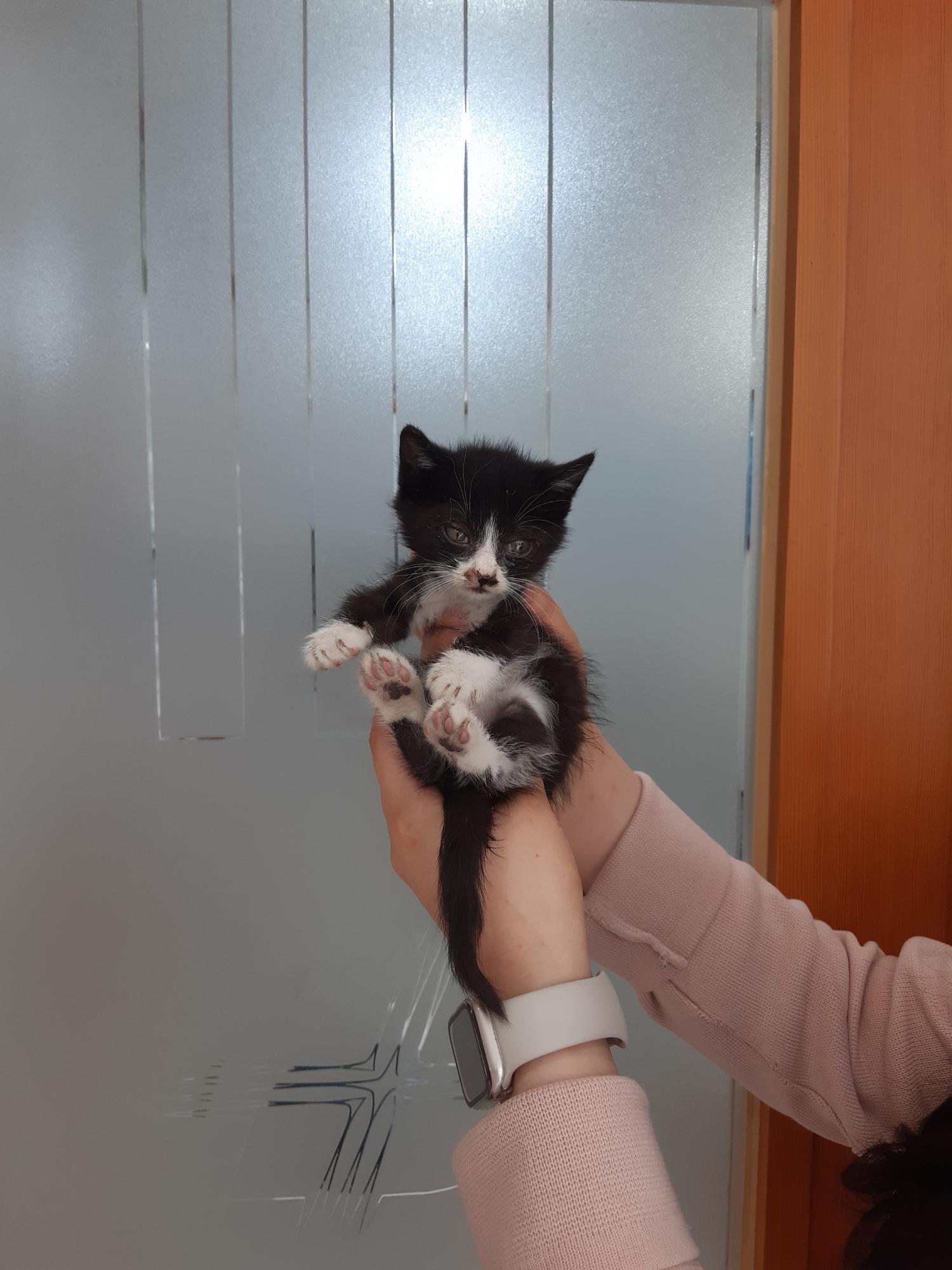 한국 고양이 이미지 파일 입니다.