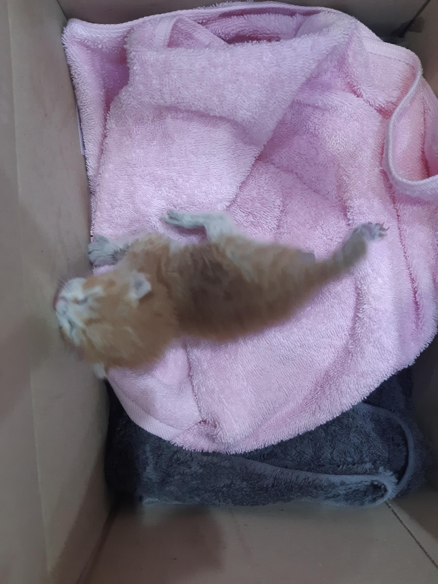 한국 고양이 이미지 파일 입니다.
