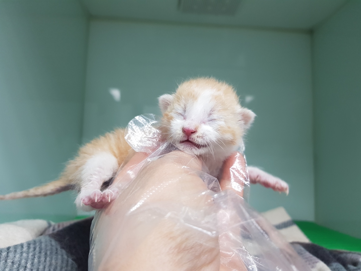 한국 고양이 이미지 파일 입니다.