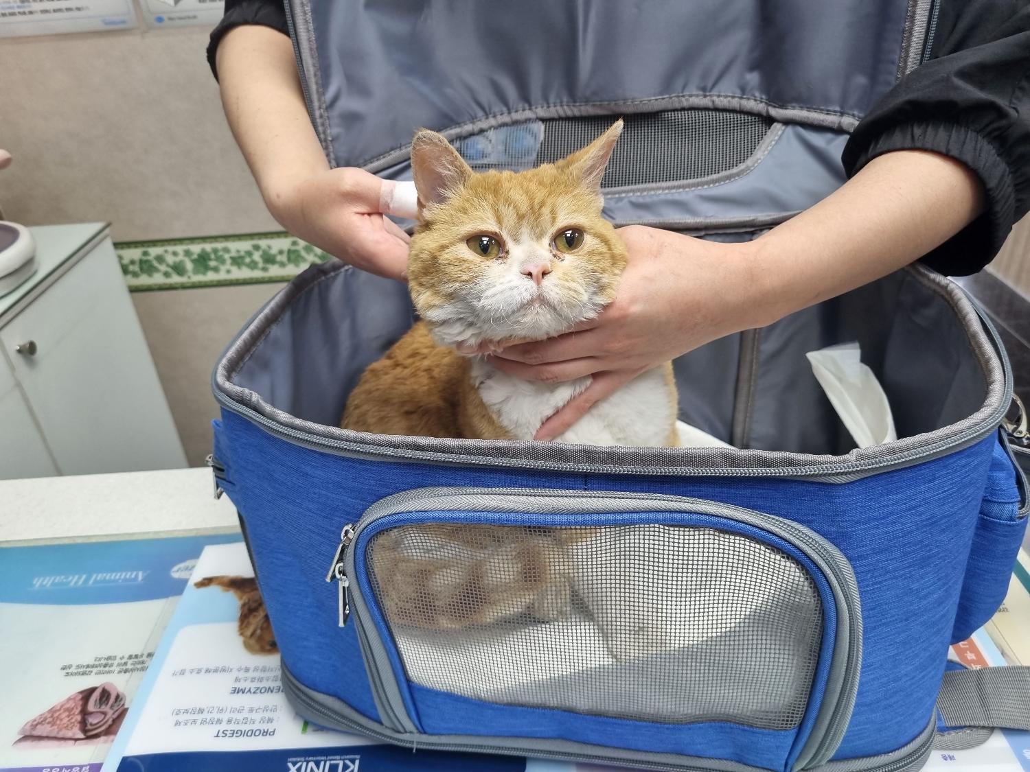 셀커크 렉스 이미지 파일 입니다.