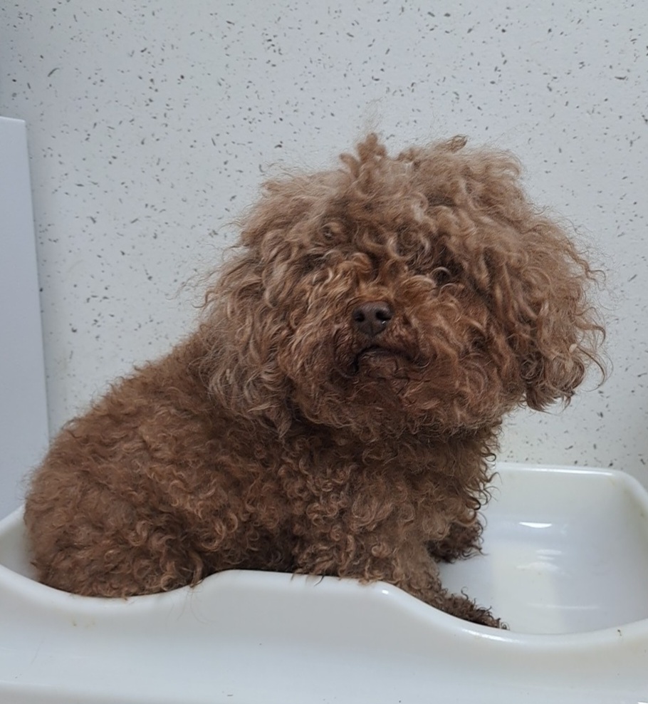 푸들 이미지 파일 입니다.