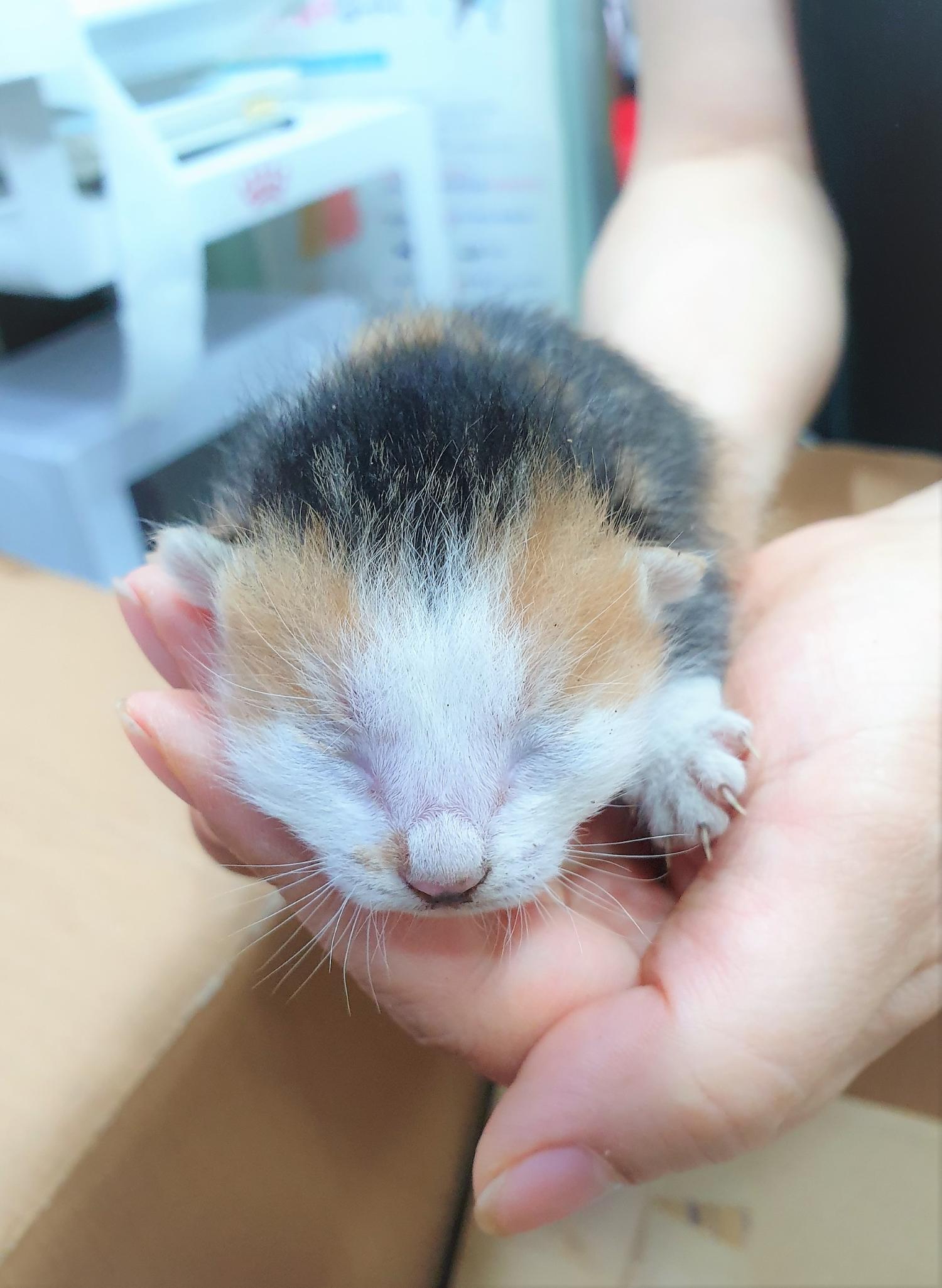 한국 고양이 이미지 파일 입니다.