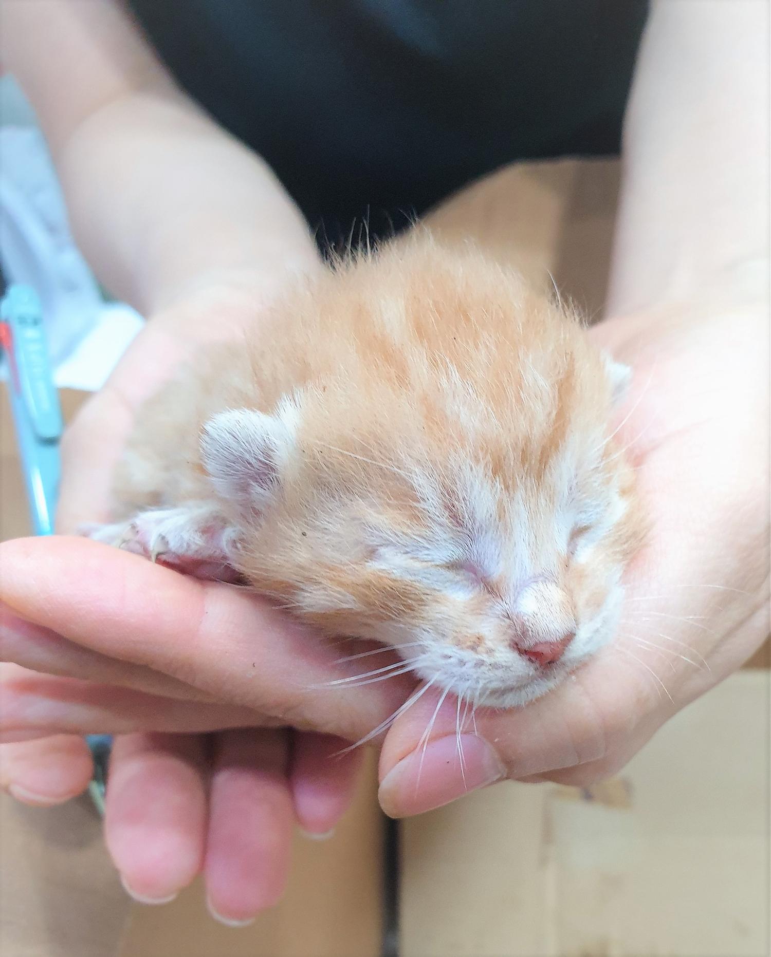 한국 고양이 이미지 파일 입니다.