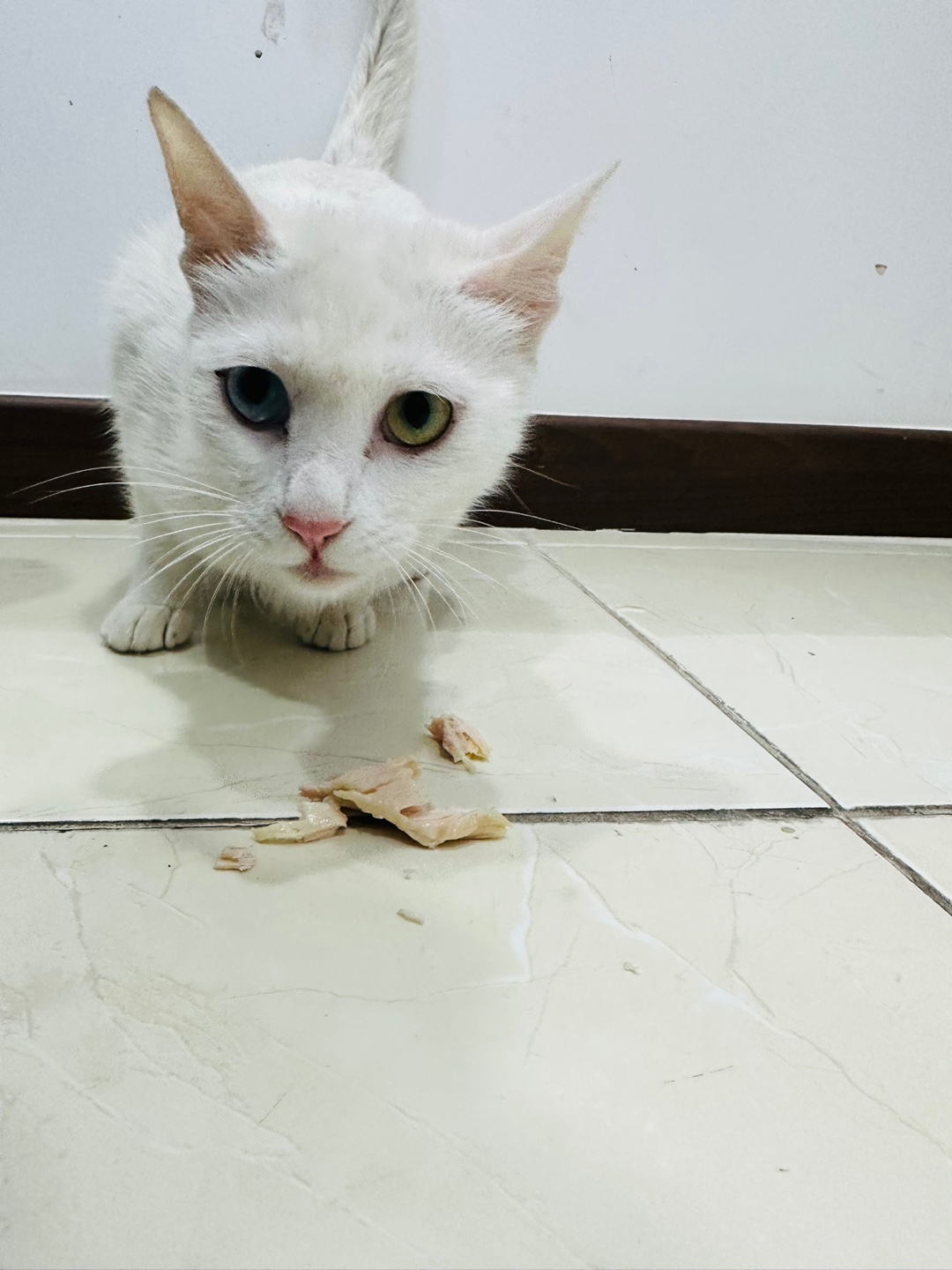 터키시 앙고라 이미지 파일 입니다.