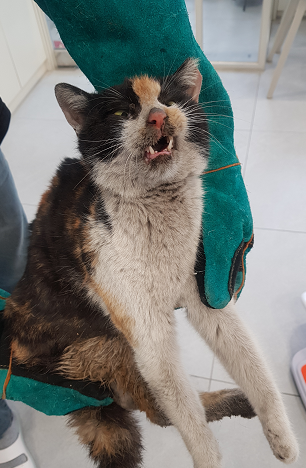 한국 고양이 이미지 파일 입니다.
