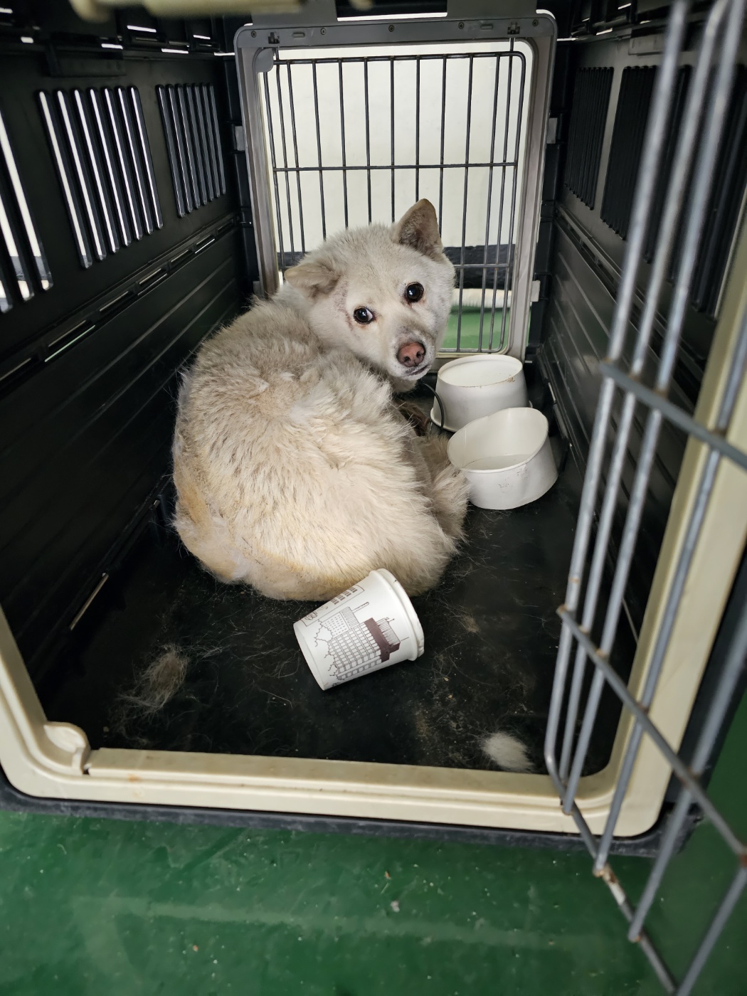 믹스견 이미지 파일 입니다.
