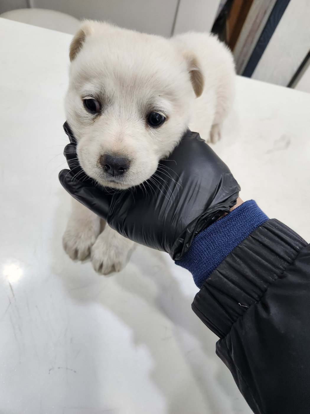 믹스견 이미지 파일 입니다.