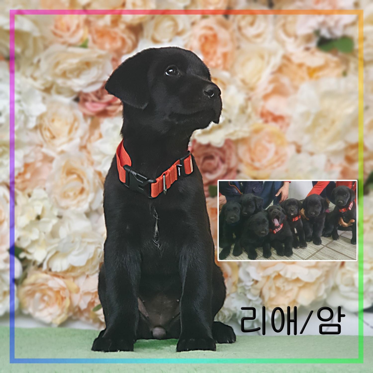 라브라도 리트리버 이미지 파일 입니다.