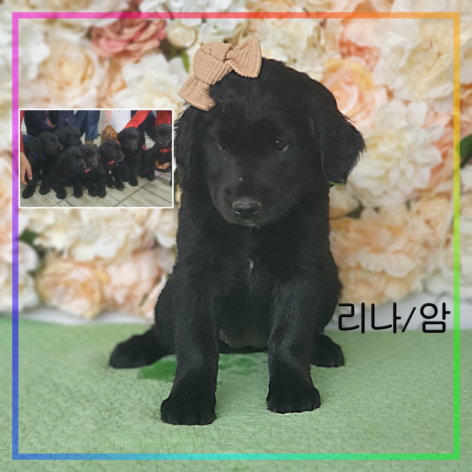 라브라도 리트리버 이미지 파일 입니다.