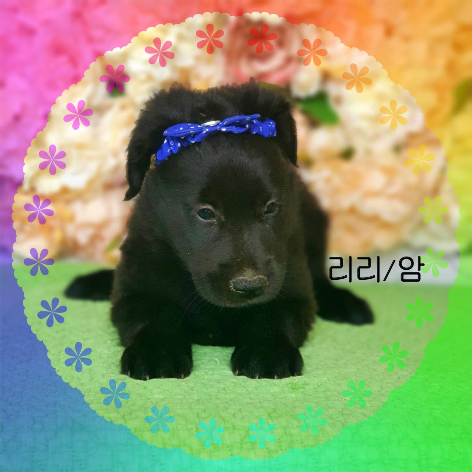라브라도 리트리버 이미지 파일 입니다.