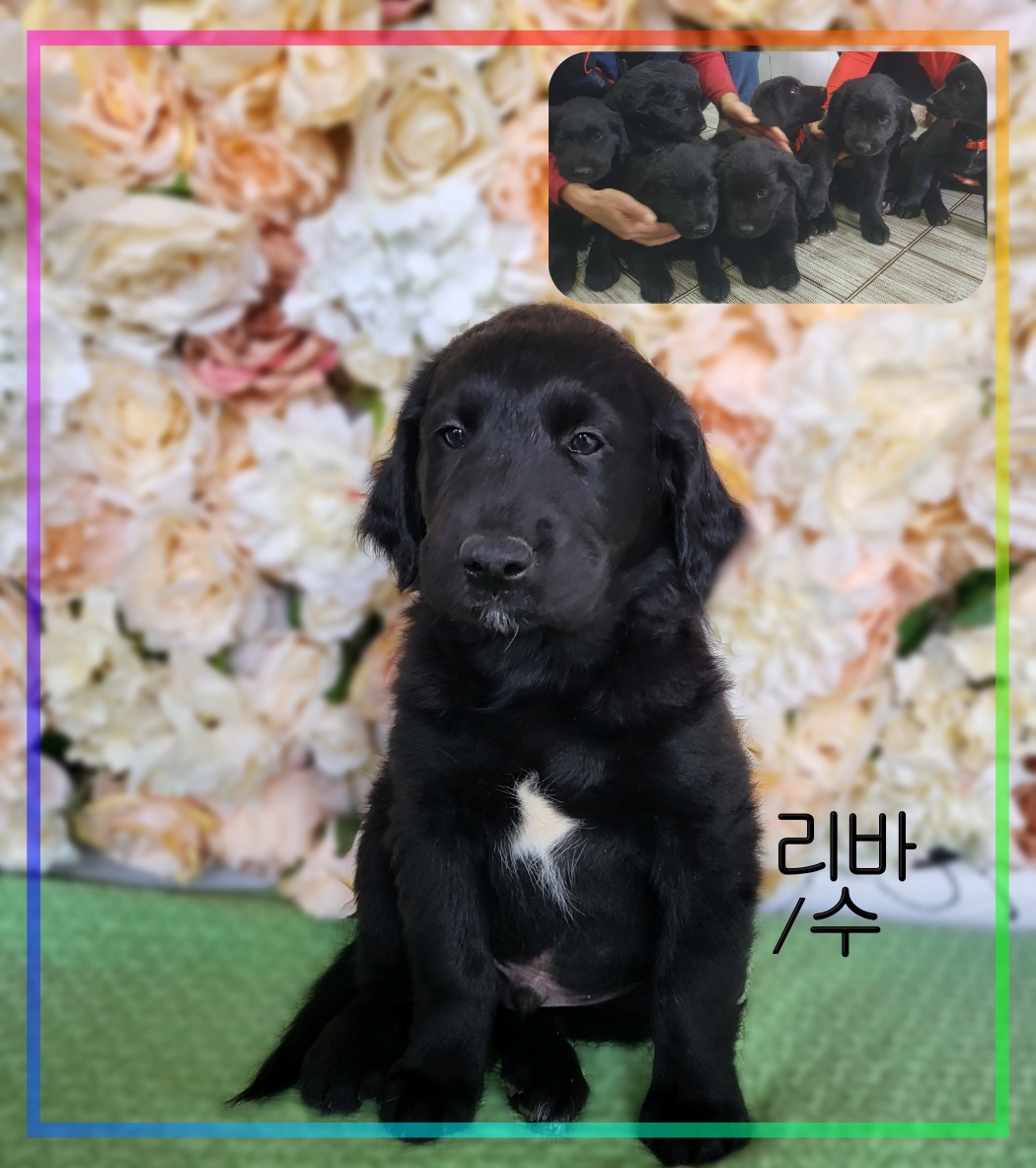 라브라도 리트리버 이미지 파일 입니다.
