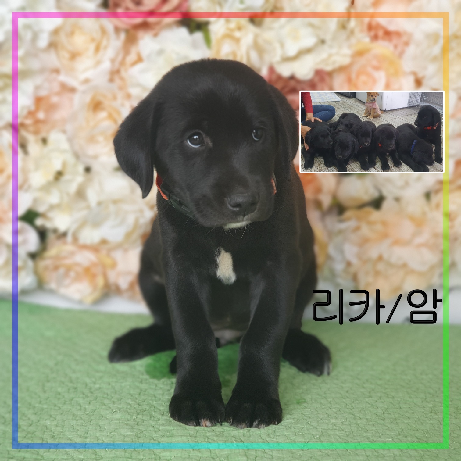 라브라도 리트리버 이미지 파일 입니다.