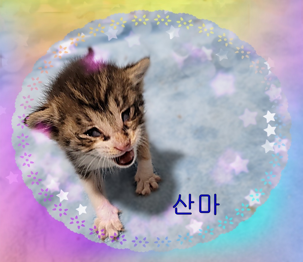 한국 고양이 이미지 파일 입니다.
