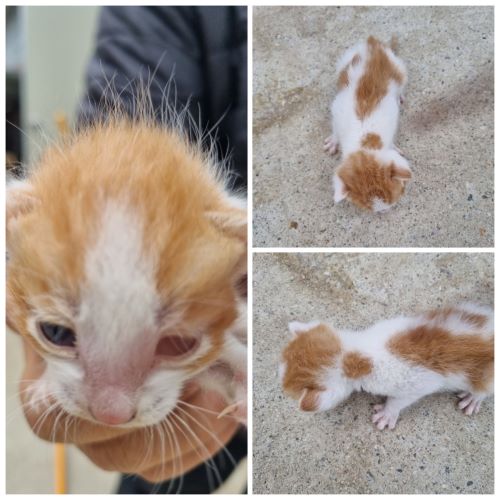 한국 고양이 이미지 파일 입니다.