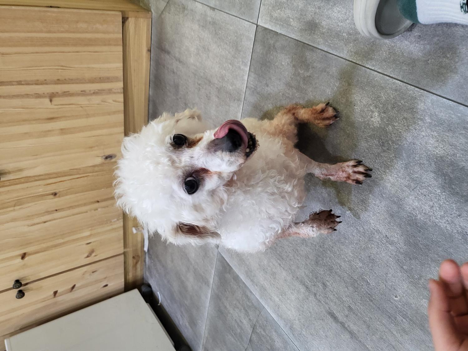 푸들 이미지 파일 입니다.