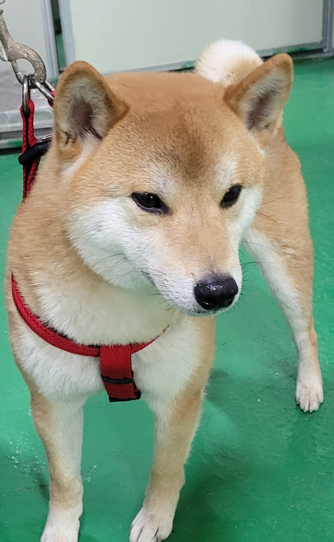 시바 이미지 파일 입니다.