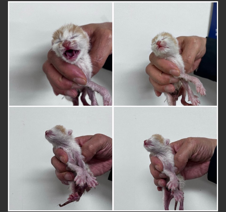 한국 고양이 이미지 파일 입니다.