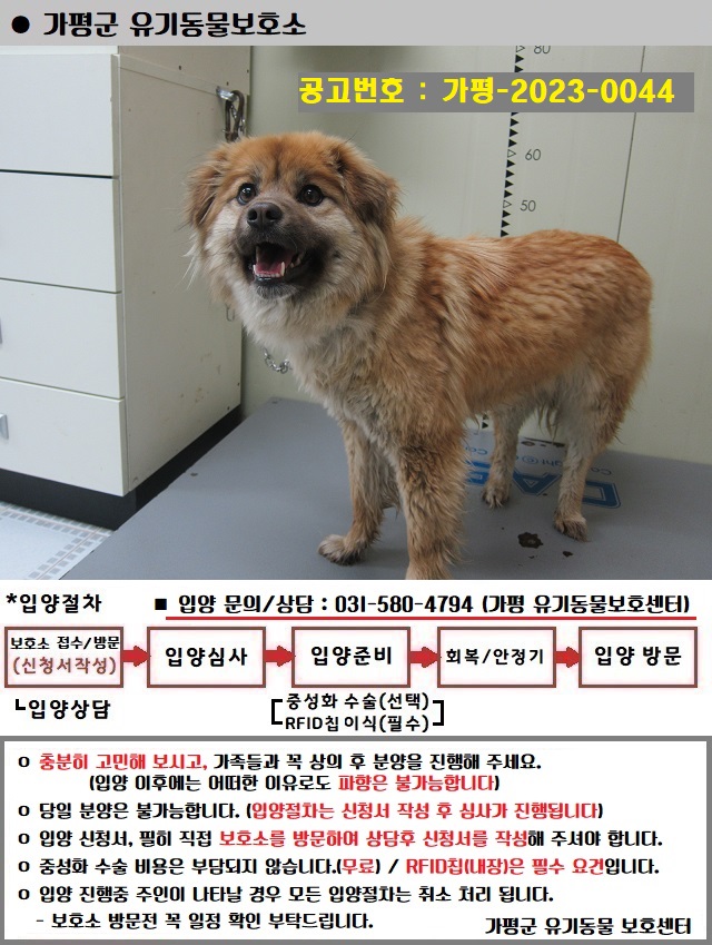믹스견 이미지 파일 입니다.