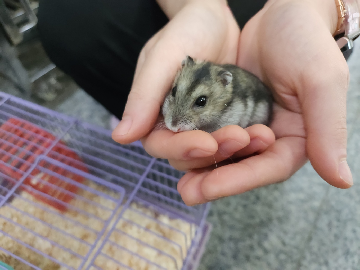[기타축종] 햄스터 이미지 파일 입니다.