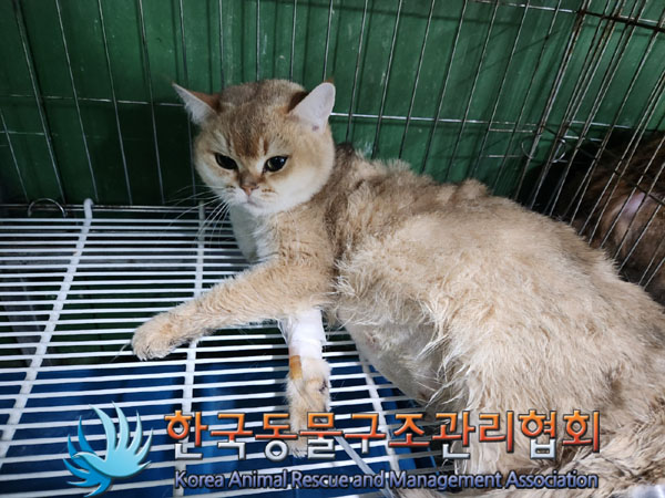 브리티시 쇼트헤어 이미지 파일 입니다.