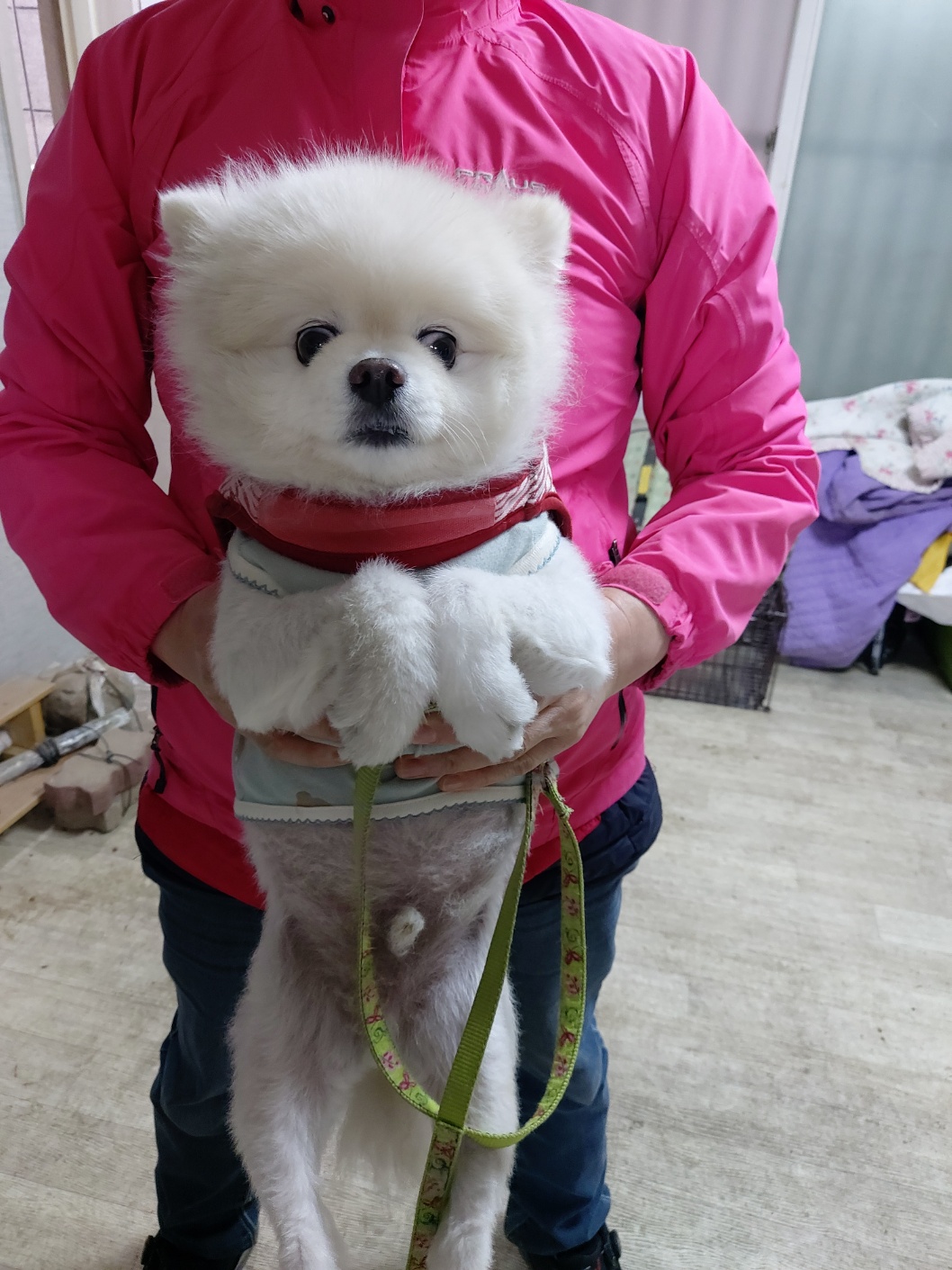 포메라니안 이미지 파일 입니다.