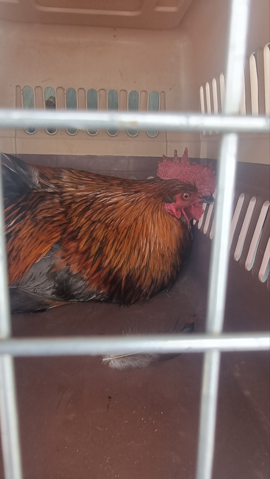 [기타축종] 닭 이미지 파일 입니다.