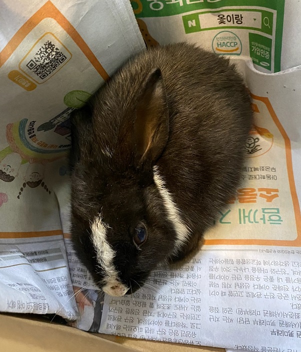 [기타축종] 토끼 이미지 파일 입니다.