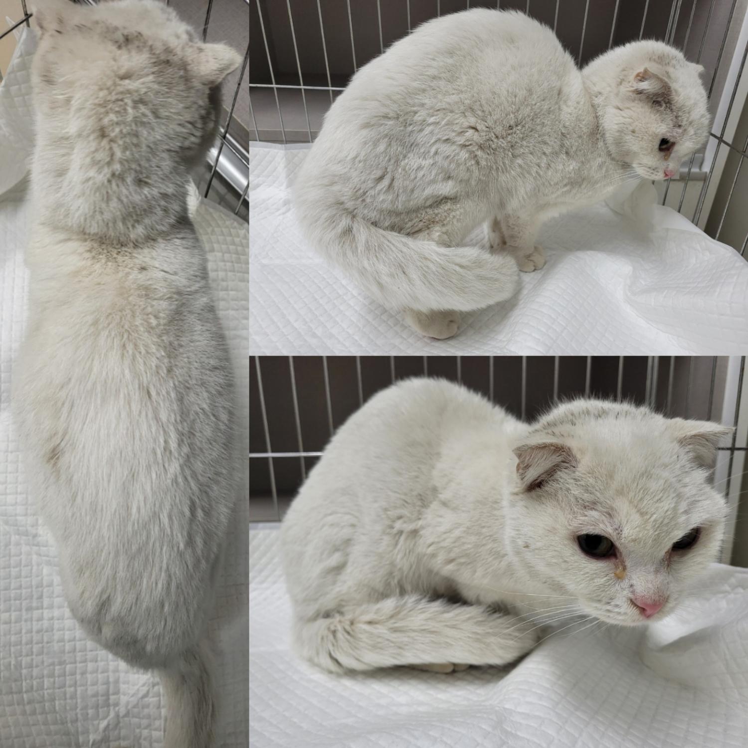 스코티시폴드 이미지 파일 입니다.