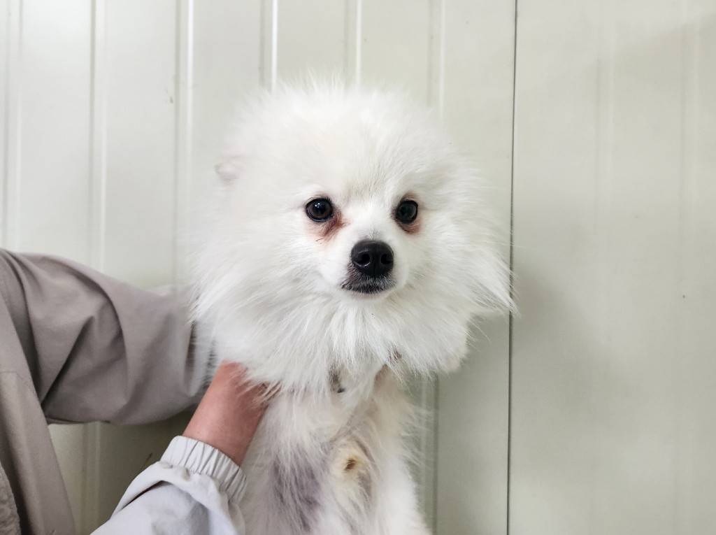 포메라니안 이미지 파일 입니다.