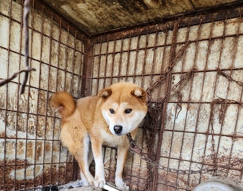 믹스견 이미지 파일 입니다.