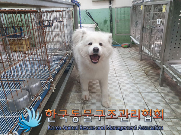 사모예드 이미지 파일 입니다.