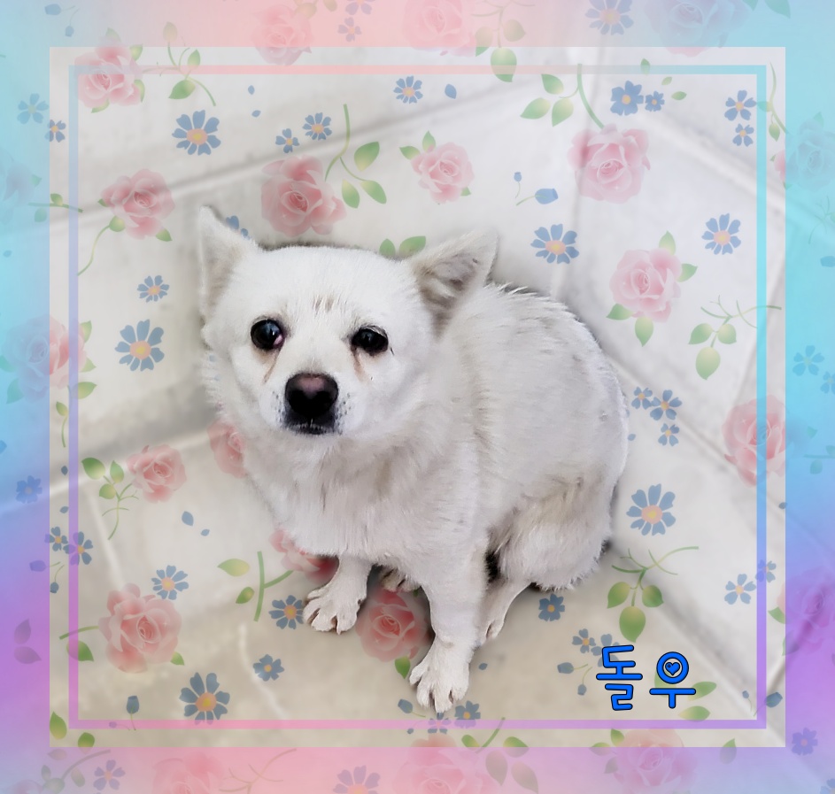 믹스견 이미지 파일 입니다.