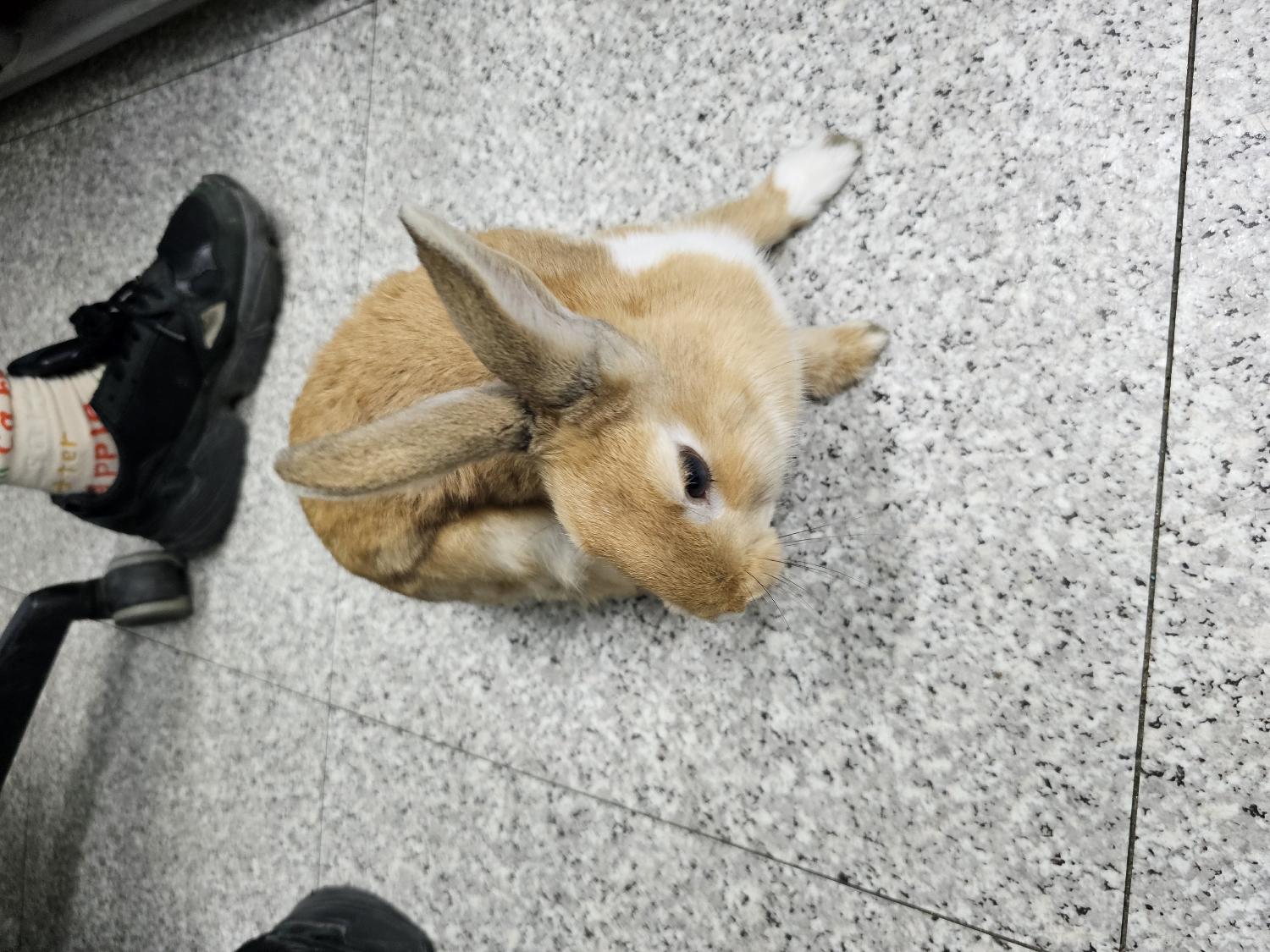 [기타축종] 토끼 이미지 파일 입니다.