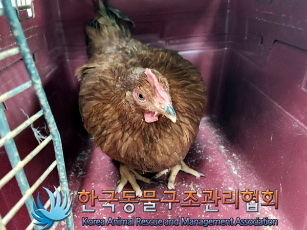 [기타축종] 닭 이미지 파일 입니다.