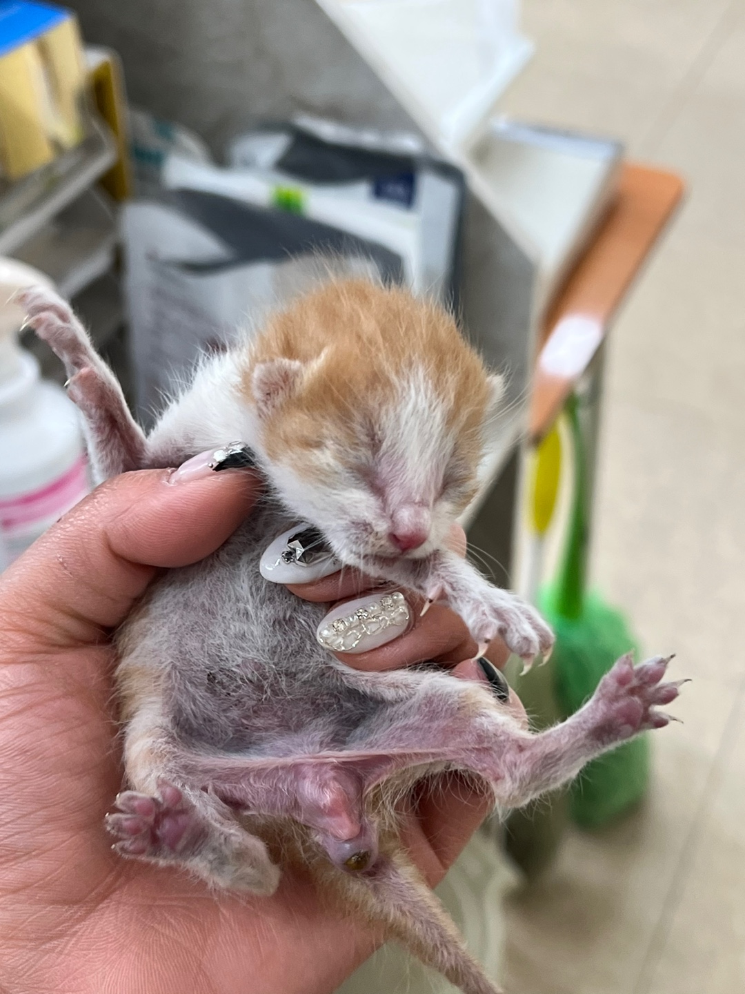 한국 고양이 이미지 파일 입니다.