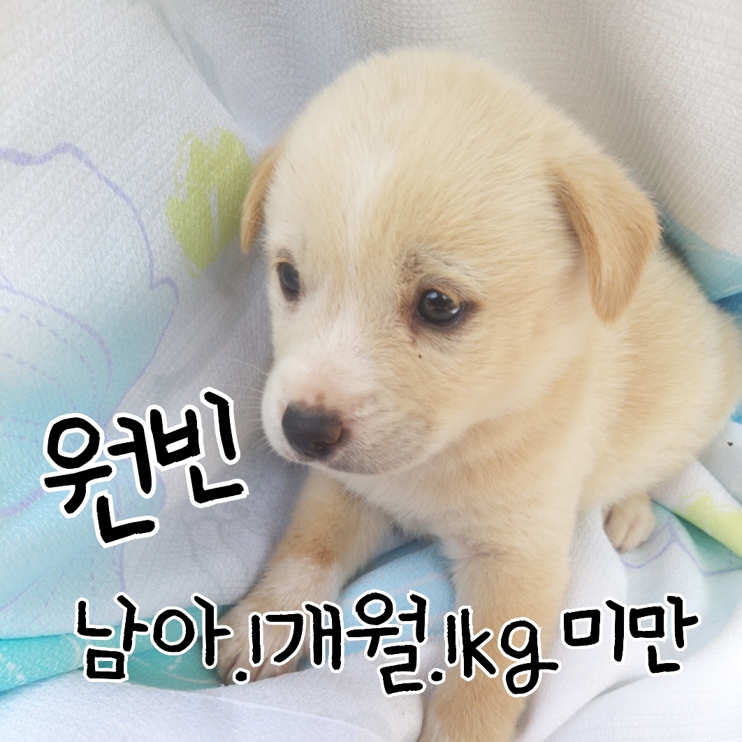 믹스견 이미지 파일 입니다.