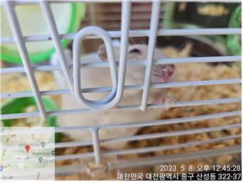 [기타축종] 햄스터 이미지 파일 입니다.